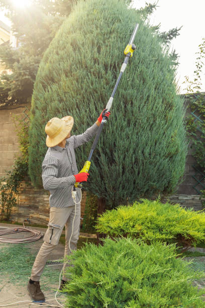 Best Lawn Renovation and Restoration  in Timberline Fernwood, AZ